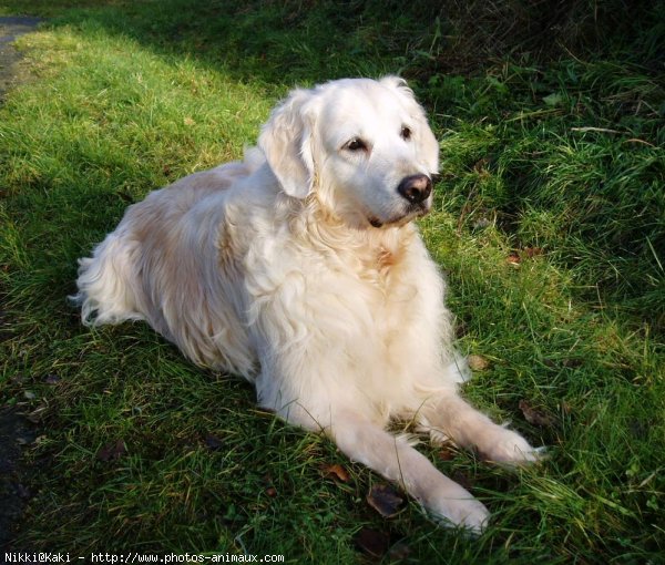 Photo de Golden retriever