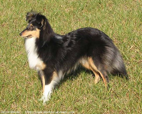 Photo de Chien de berger des shetland