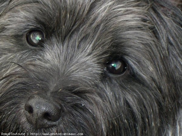 Photo de Cairn terrier