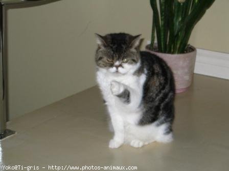 Photo de Scottish fold