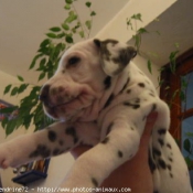 Photo de Dalmatien