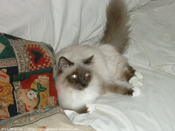 Photo de Sacr de birmanie