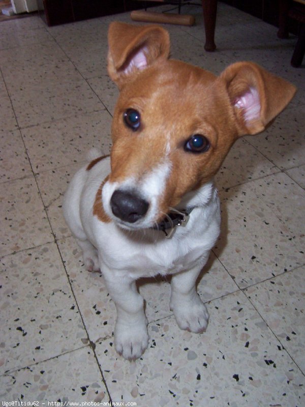 Photo de Jack russell terrier