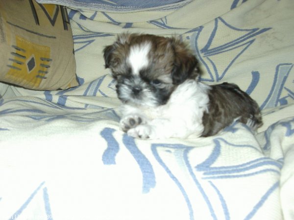 Photo de Shih tzu