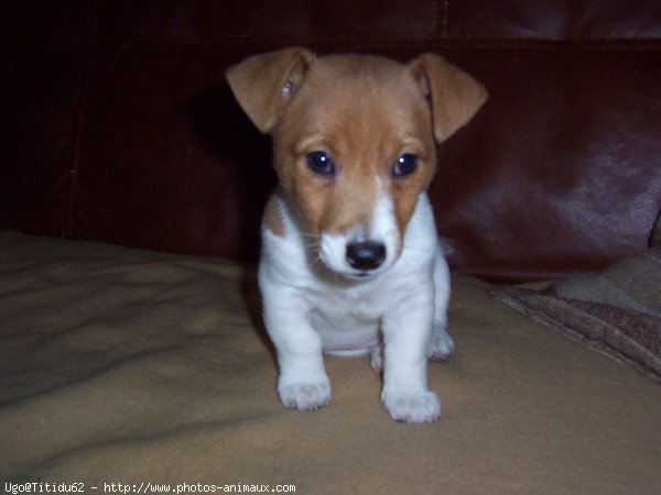 Photo de Jack russell terrier