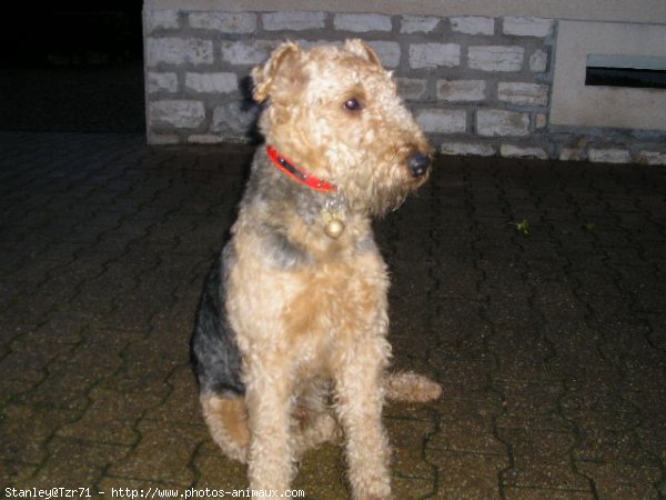 Photo d'Airedale terrier