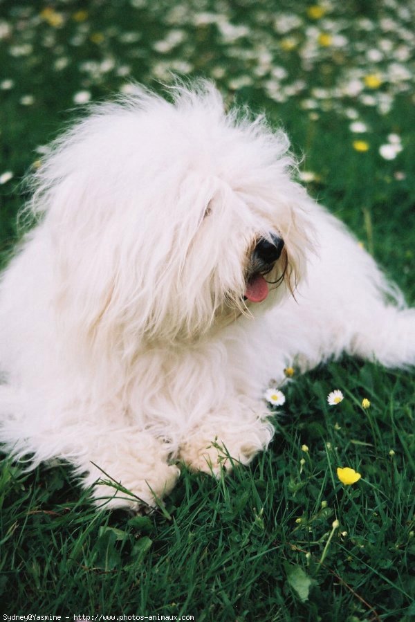 Photo de Coton de tulear