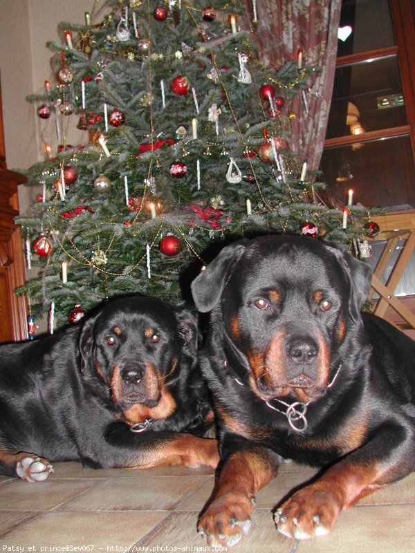 Photo de Rottweiler