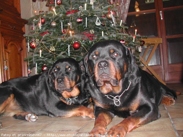 Photo de Rottweiler