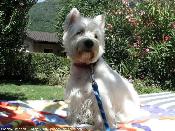 Photo de West highland white terrier