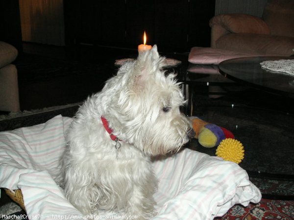 Photo de West highland white terrier