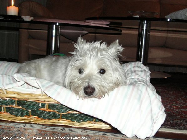 Photo de West highland white terrier