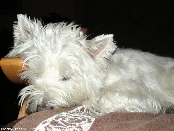 Photo de West highland white terrier