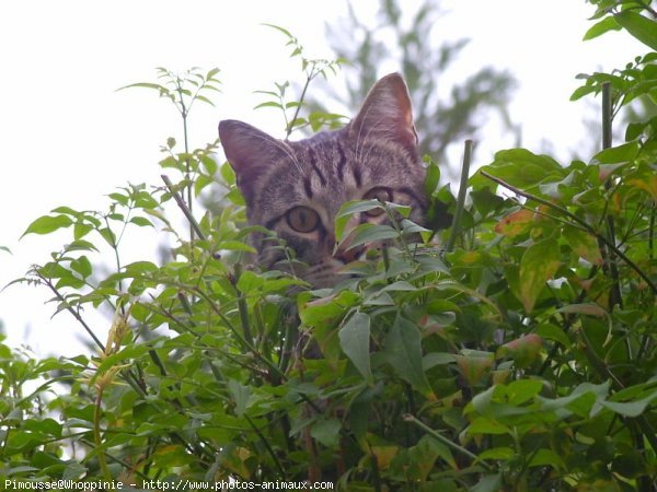 Photo de Chat domestique