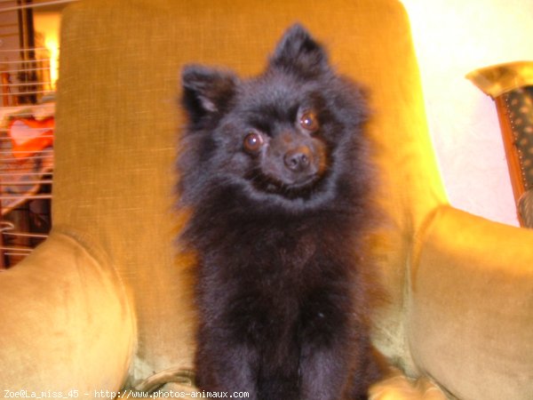 Photo de Spitz moyen