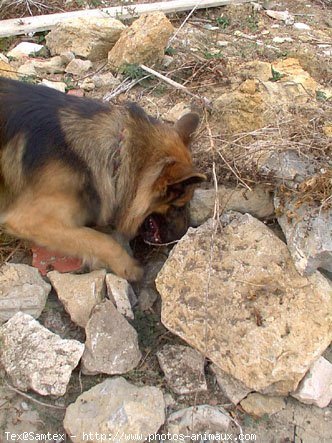 Photo de Berger allemand  poil court