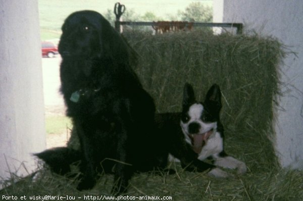 Photo de Boston terrier