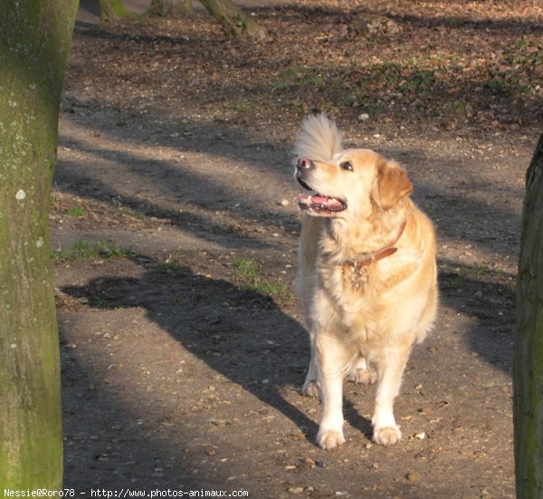 Photo de Golden retriever