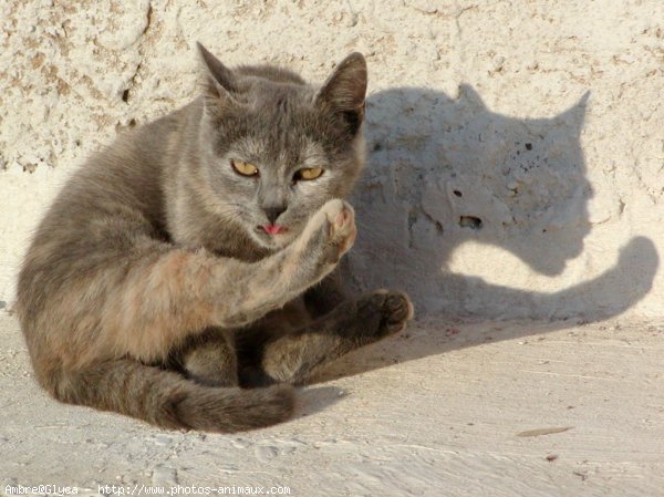 Photo de Chat domestique