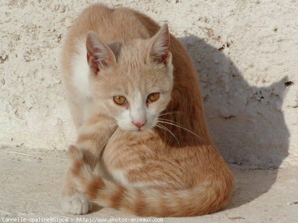 Photo de Chat domestique