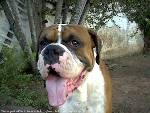 Photo de Boxer