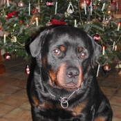 Photo de Rottweiler