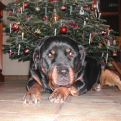 Photo de Rottweiler