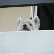 Photo de West highland white terrier