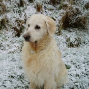 Photo de Golden retriever