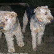 Photo d'Airedale terrier