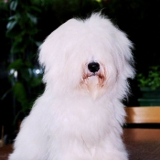 Photo de Coton de tulear