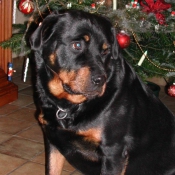 Photo de Rottweiler