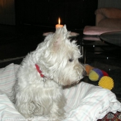 Photo de West highland white terrier