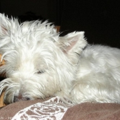 Photo de West highland white terrier