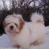 Photo de Lhassa apso