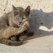 Photo de Chat domestique