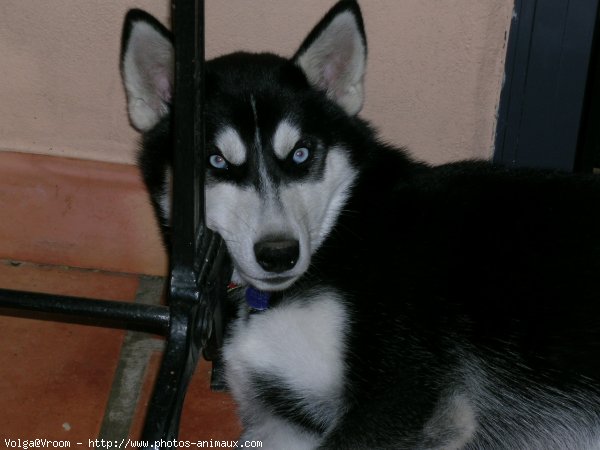 Photo de Husky siberien