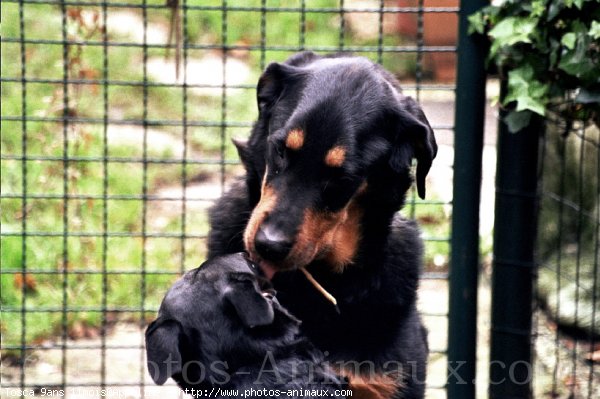 Photo de Rottweiler