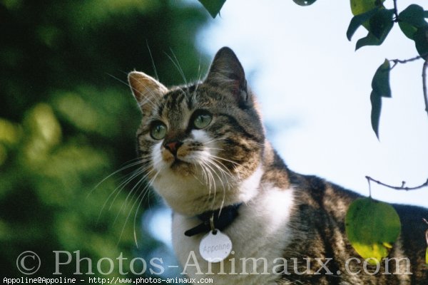 Photo de Chat domestique