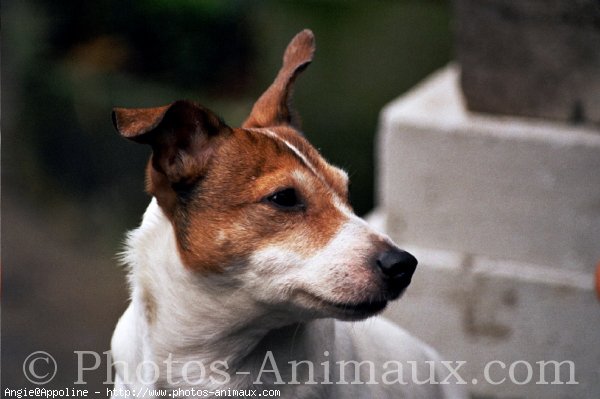 Photo de Jack russell terrier