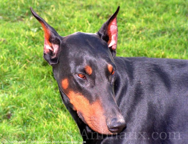 Photo de Dobermann