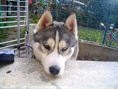 Photo de Husky siberien