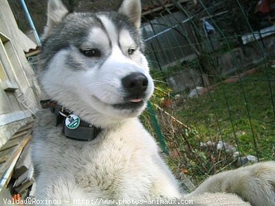 Photo de Husky siberien