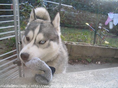 Photo de Husky siberien