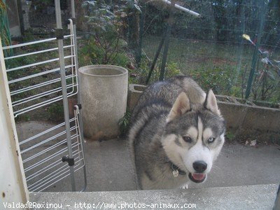 Photo de Husky siberien