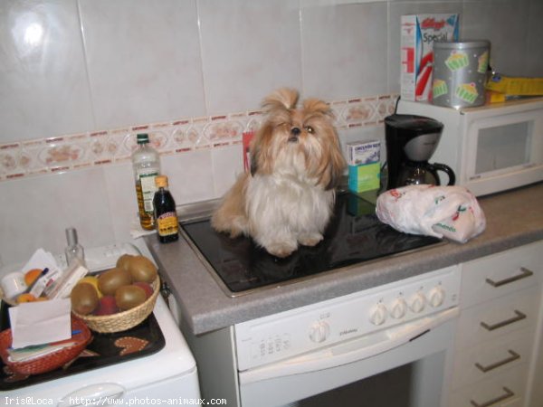 Photo de Shih tzu