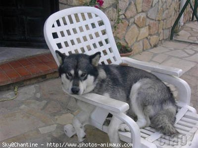 Photo de Malamute de l'alaska