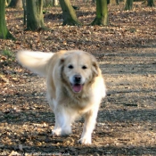 Photo de Golden retriever