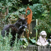 Photo de Chat domestique