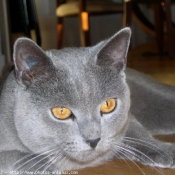 Photo de Chartreux